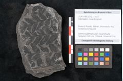 Foto (Objekt + Etikett) von Odontopteris minor Brongniart (NHMW-GEO-2024-0188-10713)
